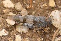 Oedipoda caerulescens