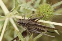 Platycleis albopunctata