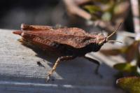 Tetrix subulata