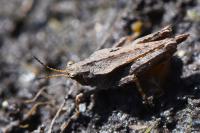 Tetrix subulata