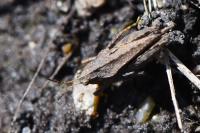 Tetrix subulata