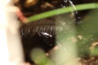 Gryllus campestris
