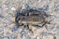 Gryllus campestris