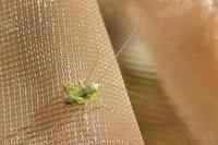 Tettigonia viridissima