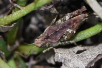 Tetrix undulata