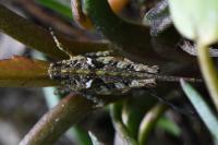 Tetrix ceperoi