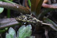 Tetrix ceperoi