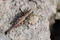 Tetrix ceperoi