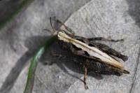 Tetrix undulata