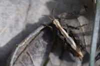 Tetrix undulata