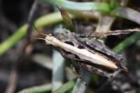Tetrix undulata