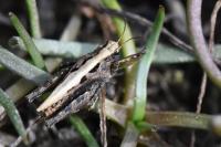 Tetrix undulata