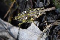 Tetrix ceperoi