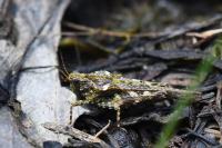 Tetrix ceperoi
