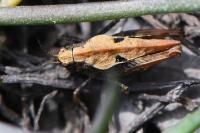 Tetrix undulata