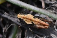 Tetrix undulata