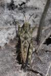 Tetrix undulata