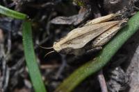 Tetrix undulata
