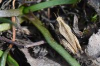 Tetrix undulata