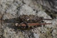 Tetrix ceperoi