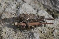 Tetrix ceperoi