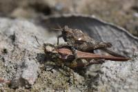 Tetrix ceperoi