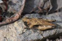 Tetrix undulata