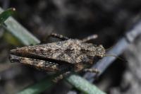 Tetrix undulata