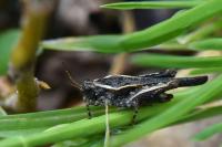 Tetrix ceperoi