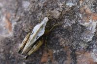 Tetrix undulata