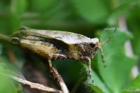 Tetrix undulata