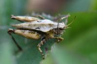 Tetrix undulata