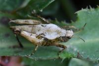 Tetrix undulata