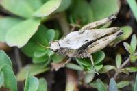 Tetrix undulata