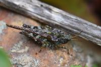 Tetrix ceperoi