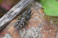 Tetrix ceperoi