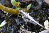 Tetrix ceperoi