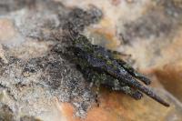 Tetrix ceperoi