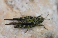 Tetrix ceperoi