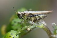 Tetrix ceperoi