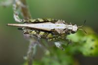 Tetrix ceperoi