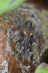 Tetrix ceperoi
