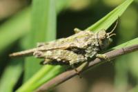 Tetrix ceperoi