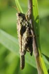 Tetrix ceperoi