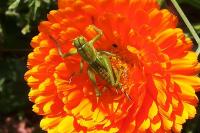 Tettigonia viridissima