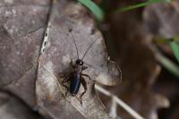 Nemobius sylvestris