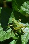 Tettigonia viridissima