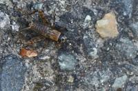 Nemobius sylvestris