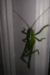 Tettigonia viridissima