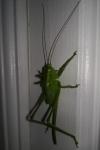 Tettigonia viridissima